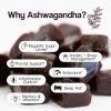 Brain Food Mushroom Gummies